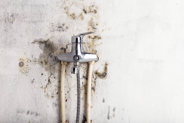 Boaz, WV Mold Removal Company