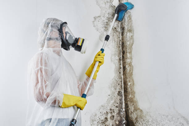 Best Mold Cleaning Services  in Boaz, WV