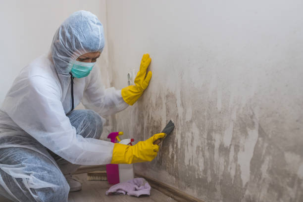 Best Fast Mold Removal  in Boaz, WV