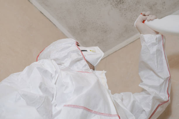 Best Affordable Mold Removal  in Boaz, WV