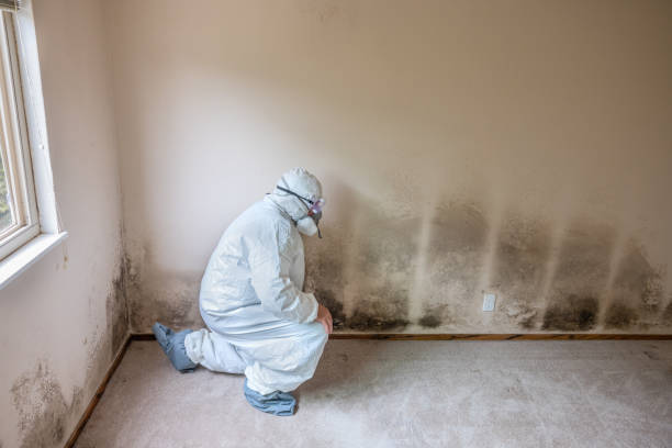 Best Mold Damage Repair  in Boaz, WV