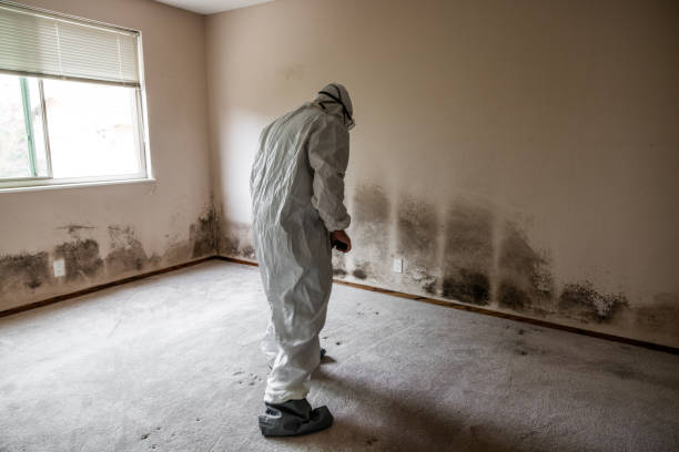 Best Professional Mold Removal  in Boaz, WV