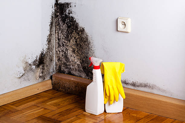 Best Local Mold Removal Service  in Boaz, WV