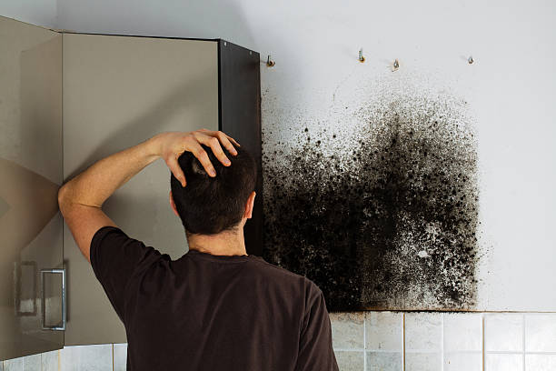 Best Fast Mold Removal  in Boaz, WV