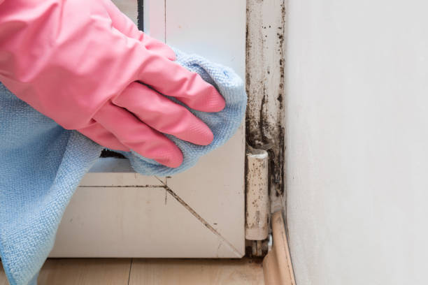 Home Mold Removal in Boaz, WV