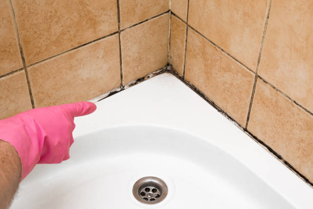 Best Professional Mold Removal  in Boaz, WV